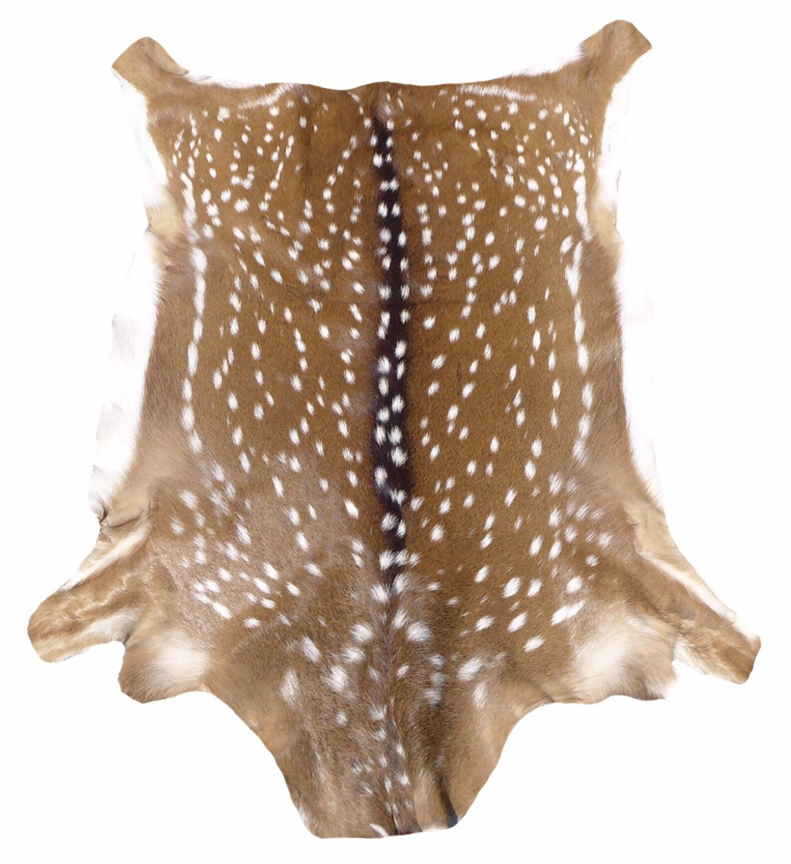 Axis Deer Skin – Wildlife Etc